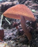 Flammulaster erinaceellus image