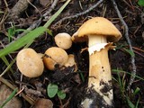 Phaeolepiota aurea image