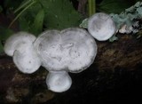 Poronidulus conchifer image