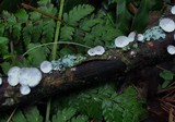 Poronidulus conchifer image
