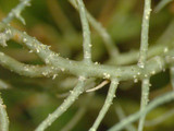 Usnea subscabrosa image