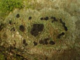 Glyphis cicatricosa image
