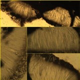 Glyphis cicatricosa image