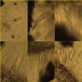 Glyphis cicatricosa image