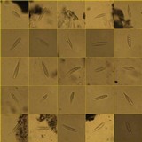 Glyphis cicatricosa image