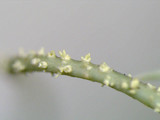 Usnea subscabrosa image