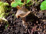 Cortinarius vernus image