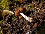 Cortinarius vernus image