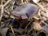 Cortinarius vernus image