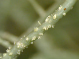Usnea subscabrosa image