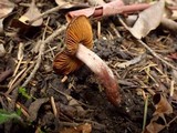 Cortinarius vernus image