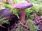 Cortinarius vernus image