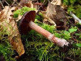 Cortinarius vernus image