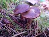 Cortinarius vernus image