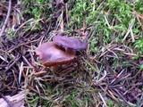 Cortinarius vernus image