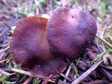 Cortinarius vernus image