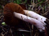 Cortinarius vernus image