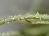 Usnea subscabrosa image
