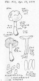 Cortinarius vernus image