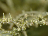 Usnea subscabrosa image