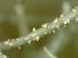Usnea subscabrosa image