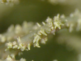 Usnea subscabrosa image