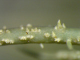 Usnea subscabrosa image