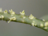 Usnea subscabrosa image
