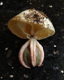 Clathrus archeri image