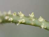 Usnea subscabrosa image