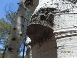 Phellinus tremulae image