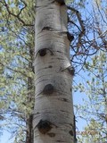 Phellinus tremulae image