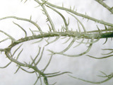 Usnea subscabrosa image