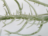 Usnea subscabrosa image