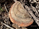Fomitopsis schrenkii image