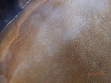 Fomitopsis schrenkii image