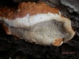 Fomitopsis schrenkii image
