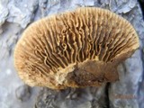 Gloeophyllum sepiarium image