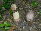 Phallus hadriani image