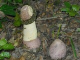 Phallus hadriani image