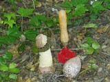 Phallus hadriani image