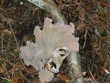 Gomphus clavatus image
