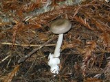 Amanita constricta image