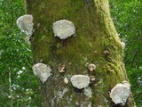 Fomitopsis mounceae image