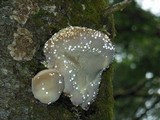 Fomitopsis mounceae image