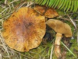 Cortinarius ponderosus image