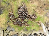 Psathyrella piluliformis image