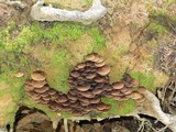 Psathyrella piluliformis image