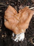 Gyromitra brunnea image