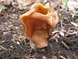 Gyromitra brunnea image